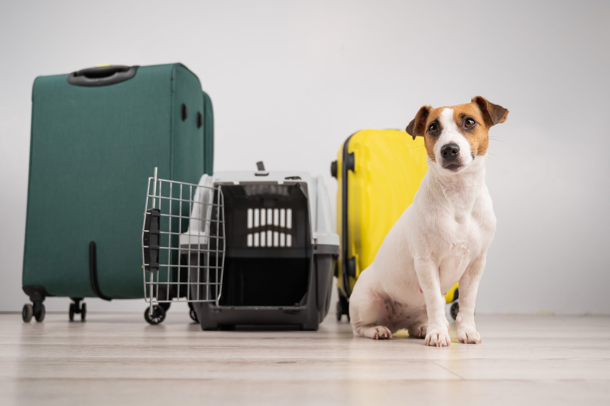 Delta Airlines Pet Shipping In Cabin-2048x1363