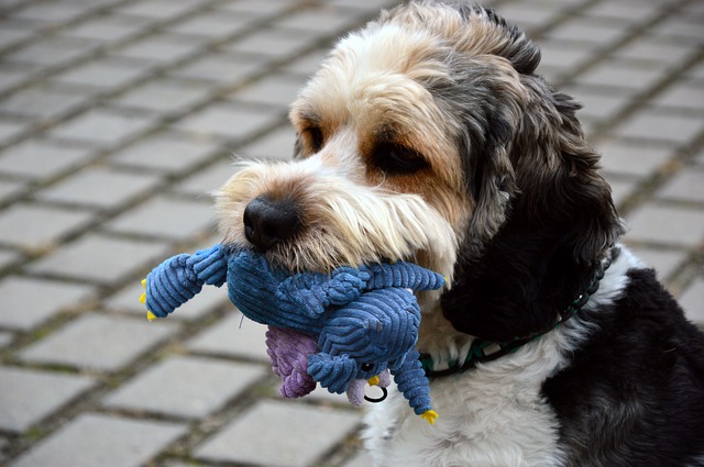 dog for autism