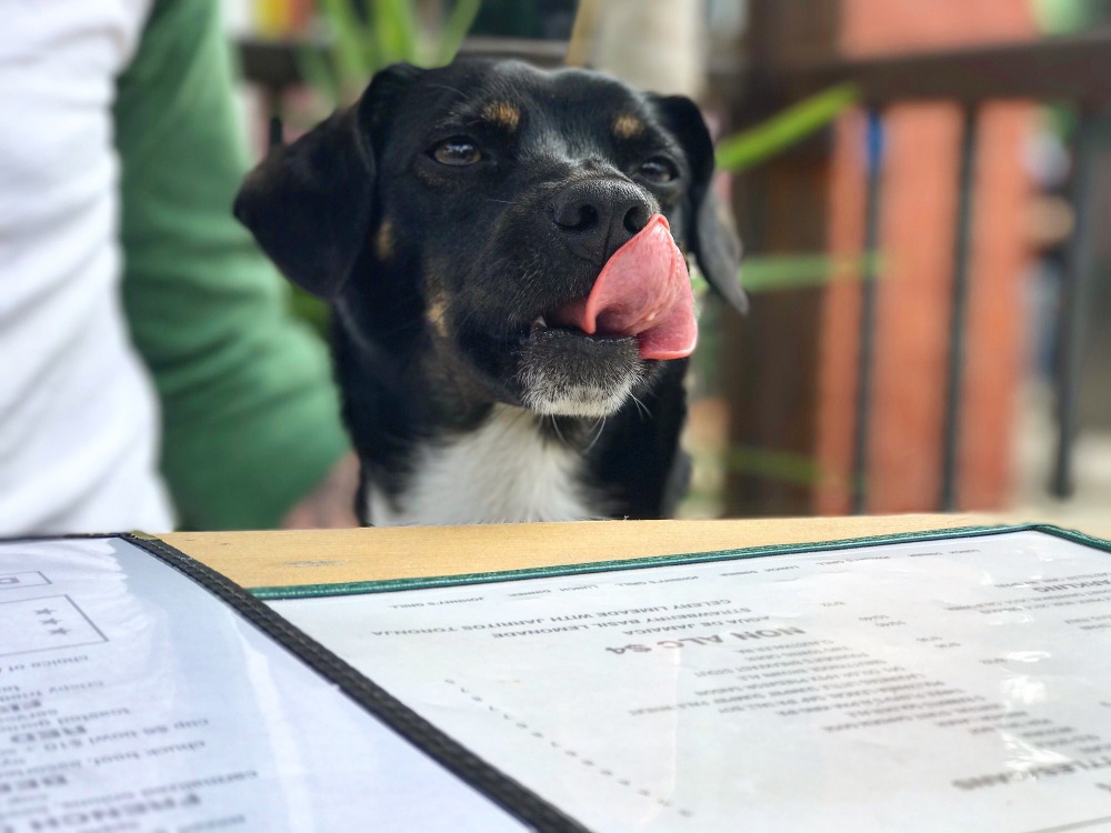 emotional support animal restaurant