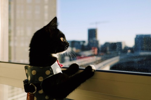 emotional support animal vest