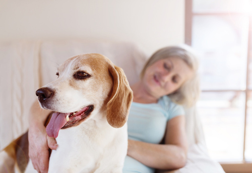 emotional support dog colorado