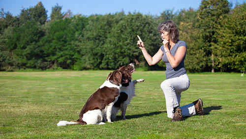 emotional support dog training emotional support dog training