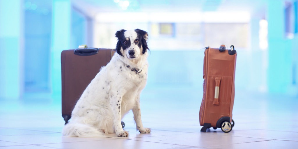 esa policy american airlines