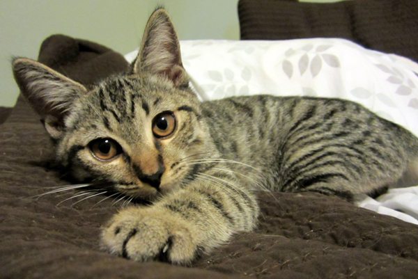 emotional support cat Tigger