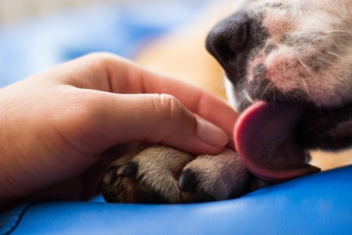 free emotional support animal letter