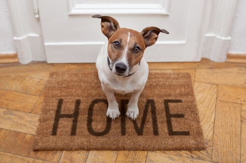 get an emotional support dog in ohio