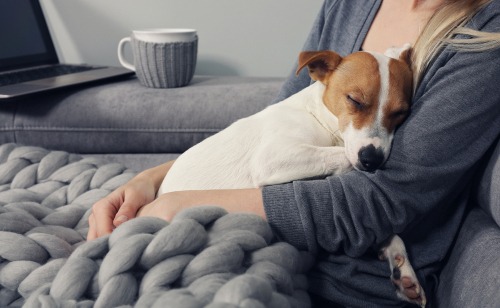 how to get a comfort dog