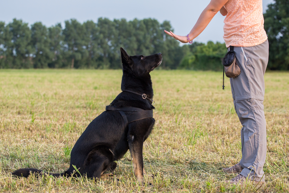 how to train a psychiatric service dog how to train a psychiatric service dog