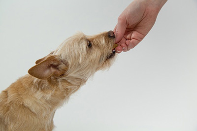 how to train emotional support dog how to train emotional support dog