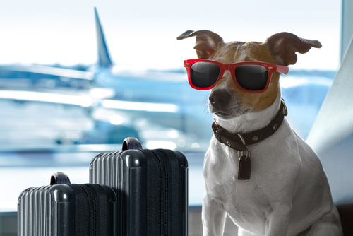 jetblue airline esa policy