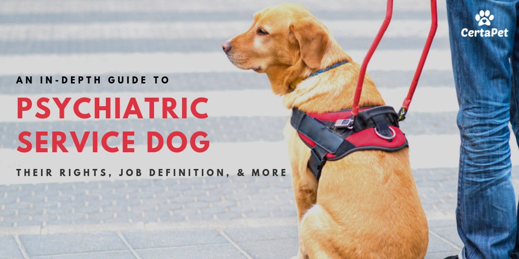 psych-service-dog-ft-image psychiatric service dog owner with service animal