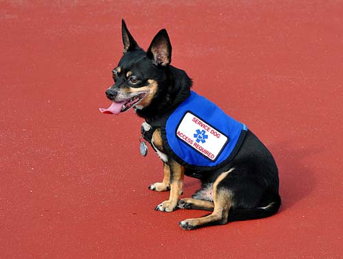 service dog vests