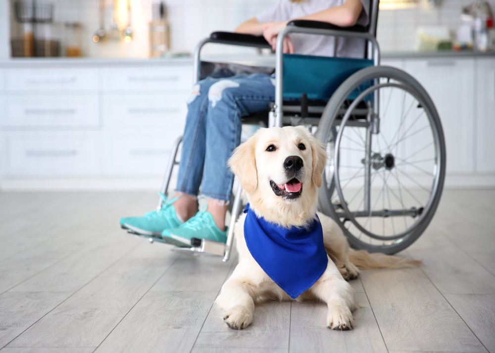 service dog training NYC