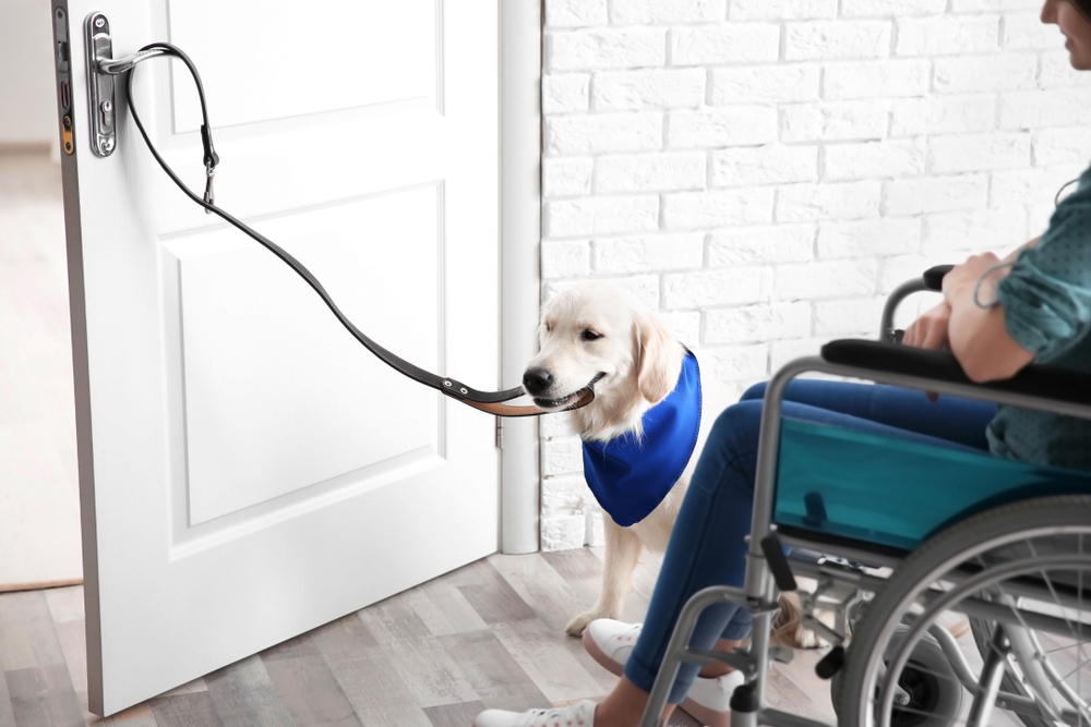 Ohio psychiatric service dog