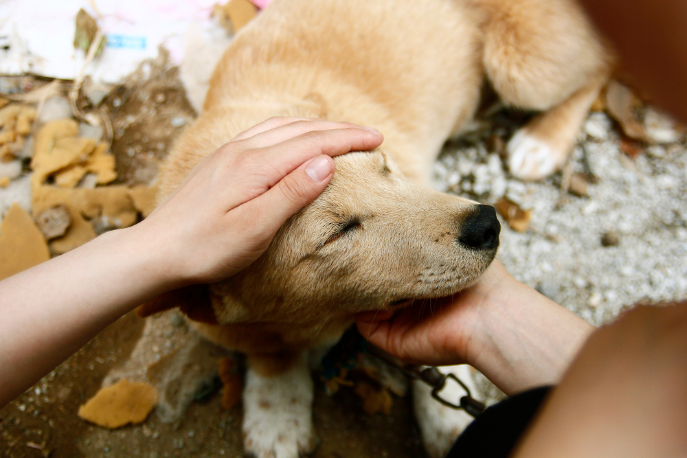 adopting OCD service dog