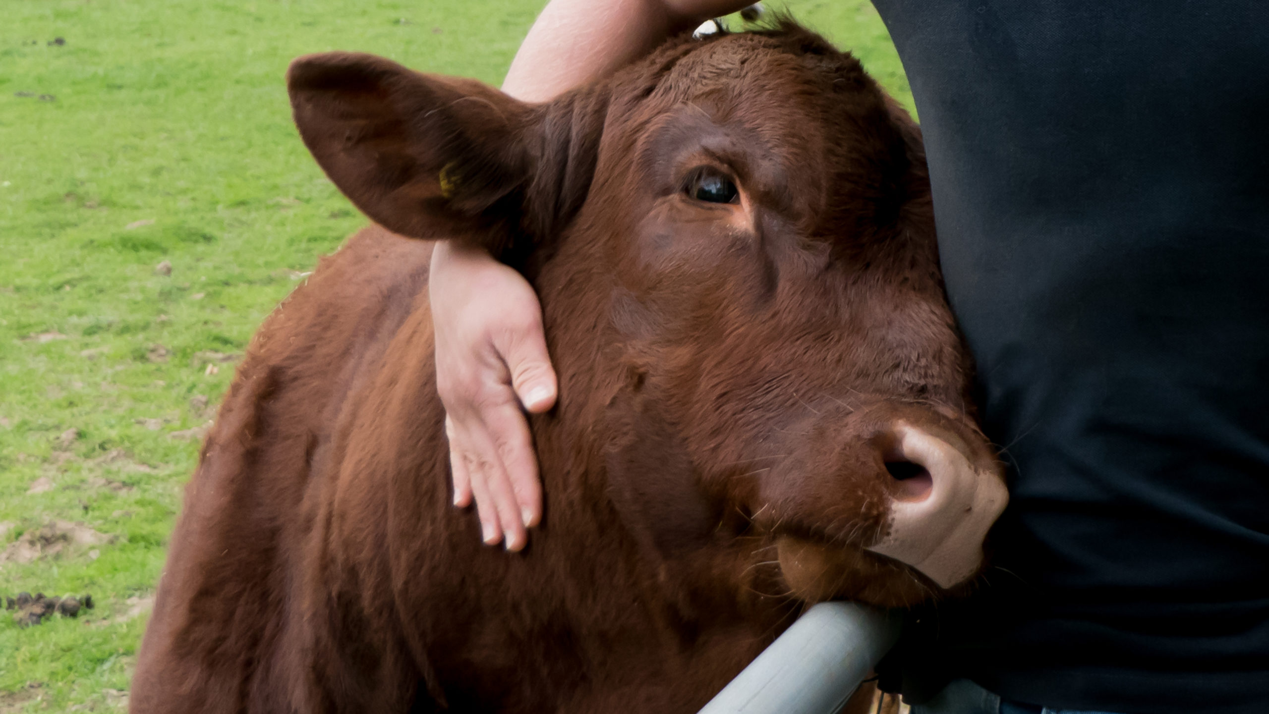 hugging cow connection