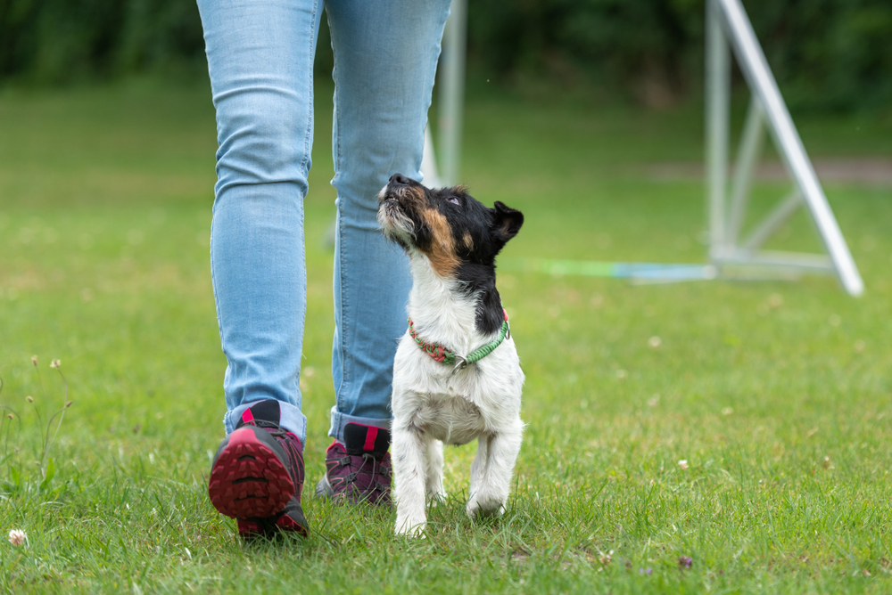 service dog training in arizona