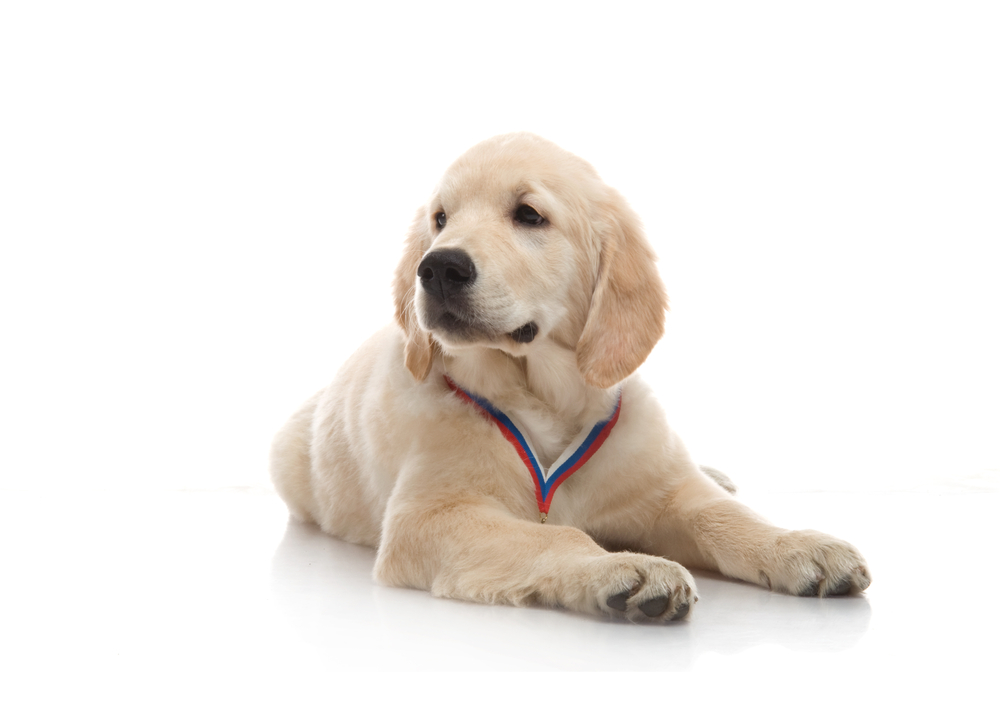 service dog for bipolar individuals