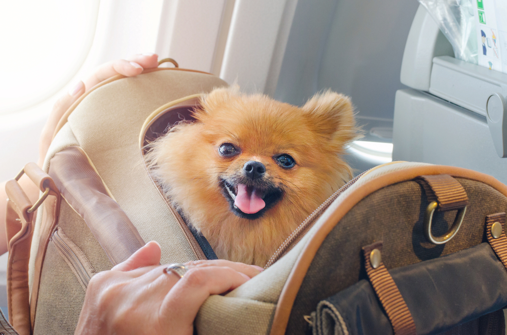 are emotional support animals allowed on flights are emotional support animals allowed on flights
