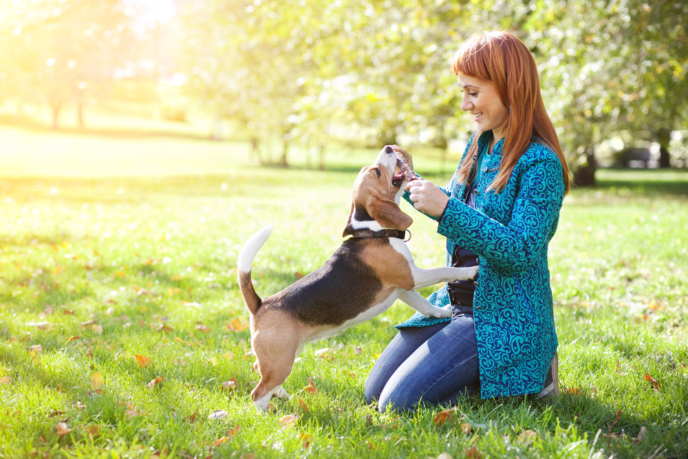 counterbalance service dog training