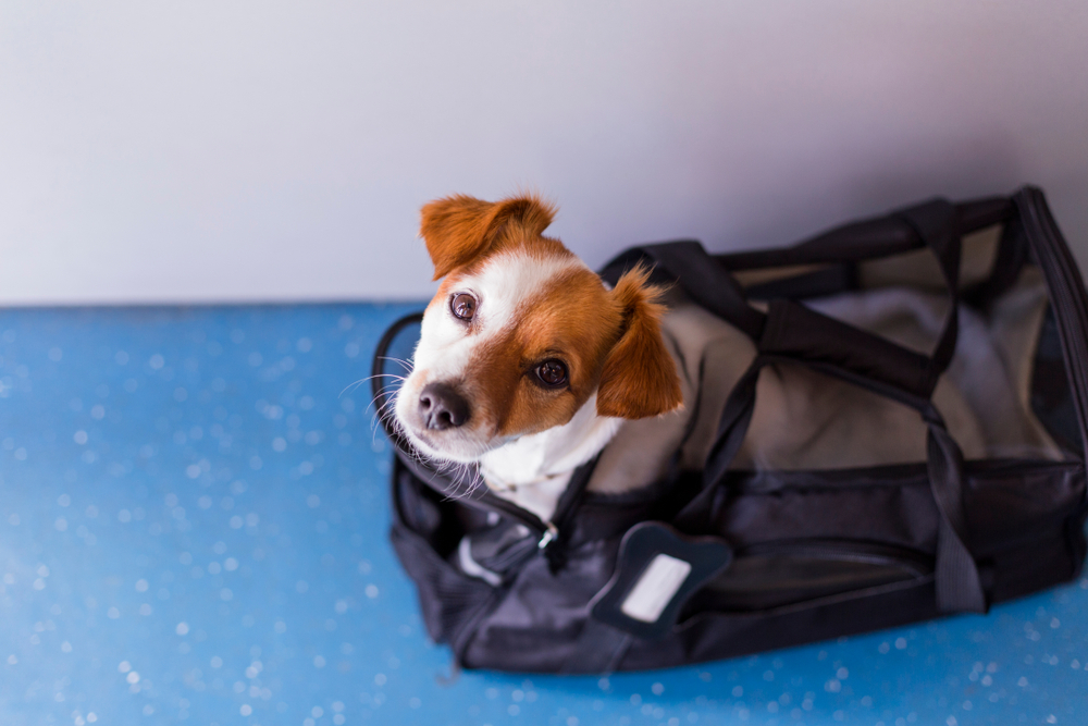 department of transportation and emotional support animals