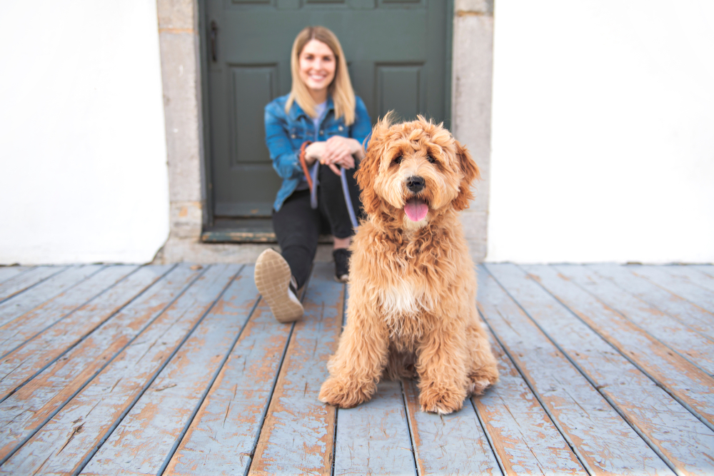 labradoodle service dog adoption