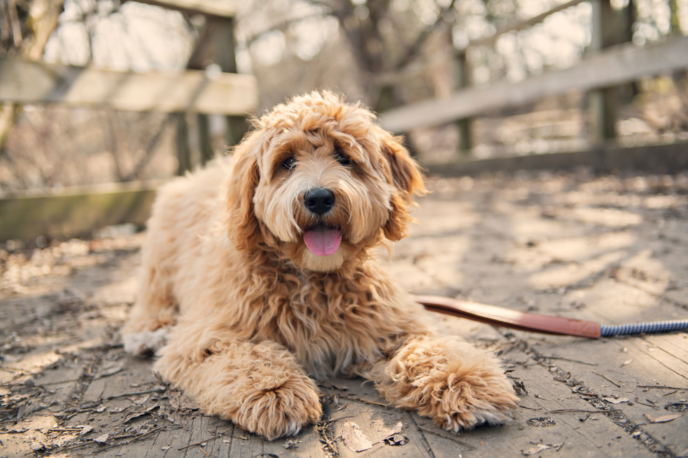 goldendoodle service dog