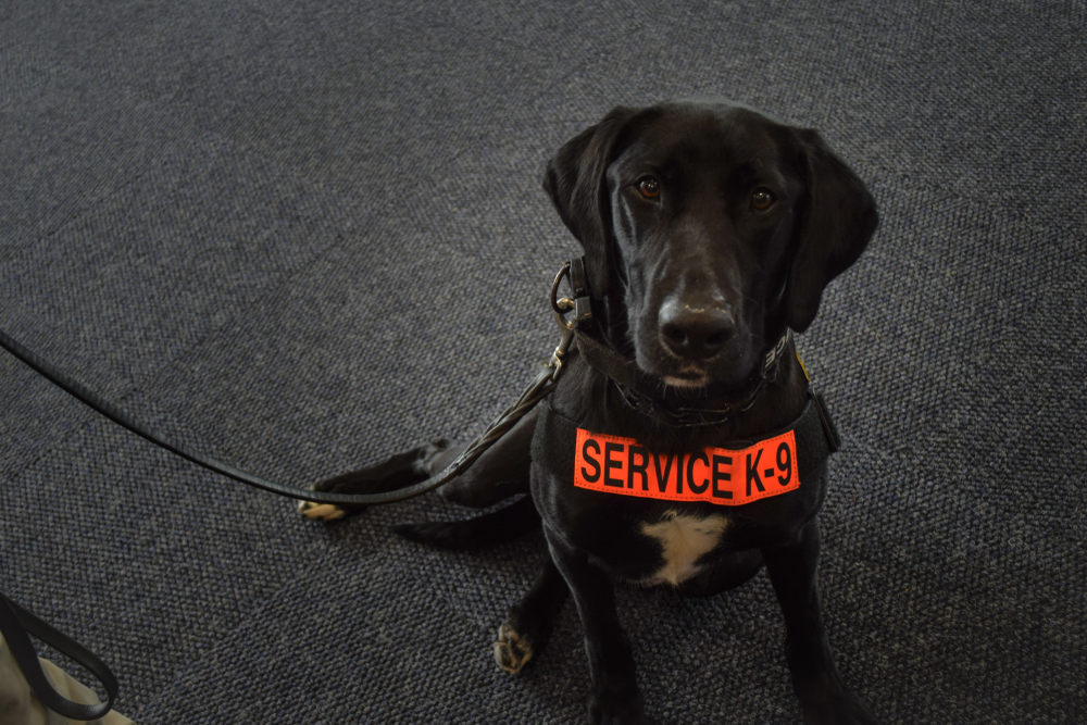 psychiatric service dog MN