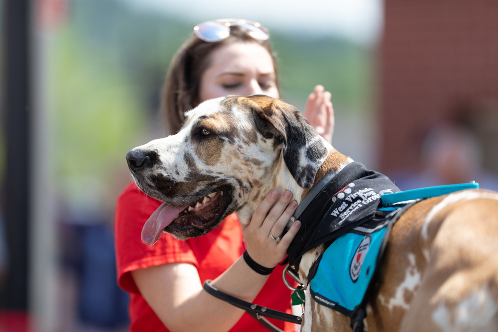 training service dog for mental illness