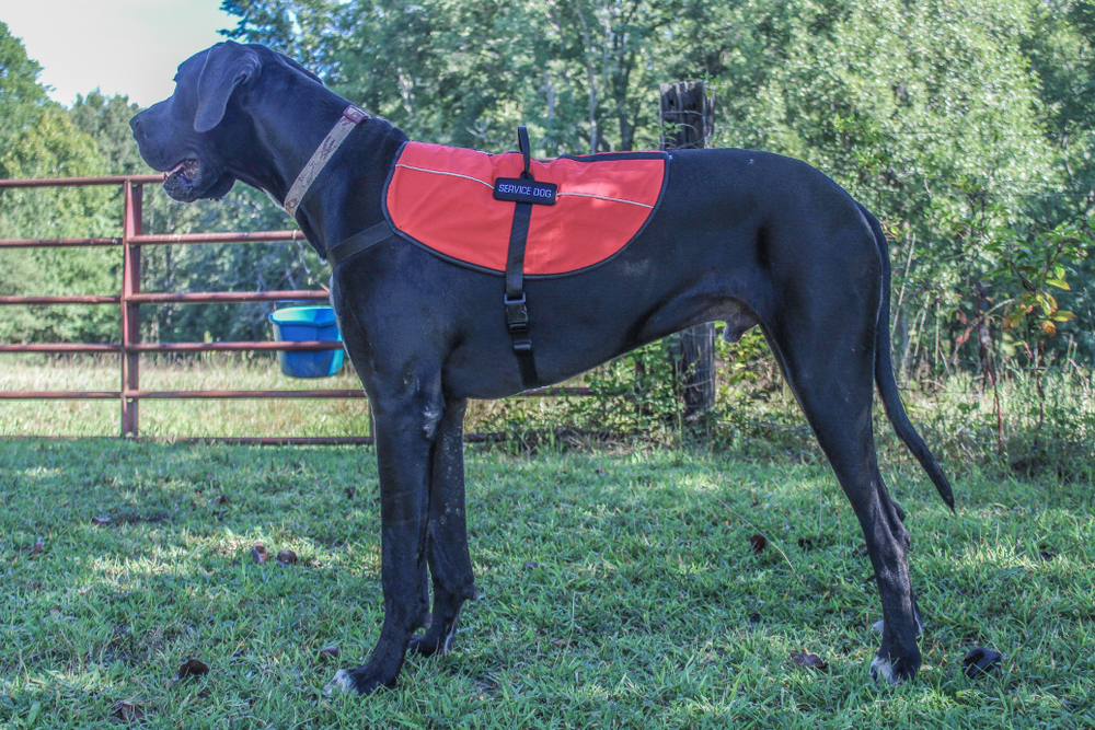 service dog great dane