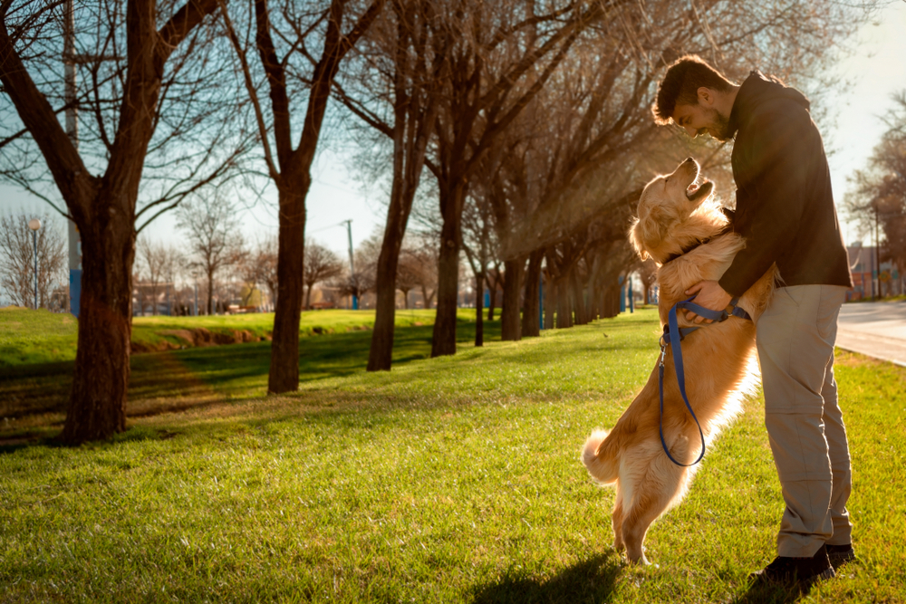 best breeds service dog