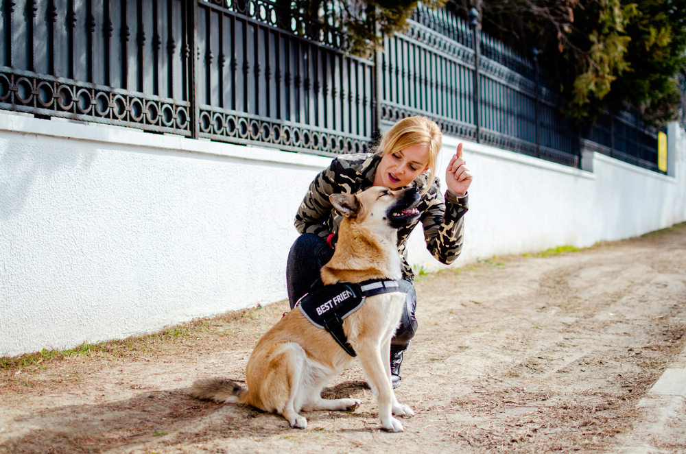 training service dog for stress