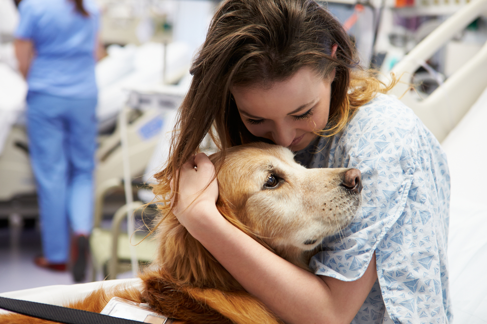 service dog breeds