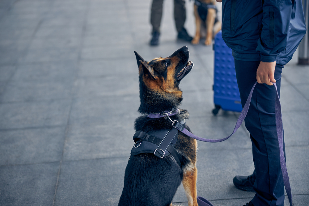 PSD at airport