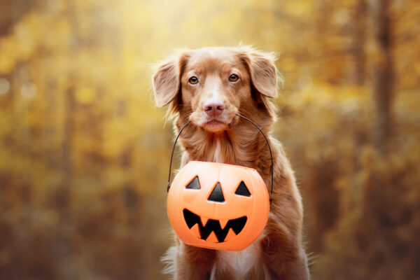 halloween safety for pets