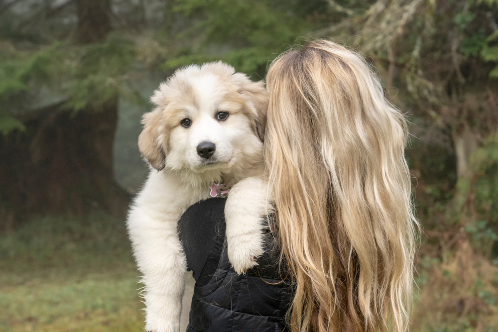 service dog great pyrenees