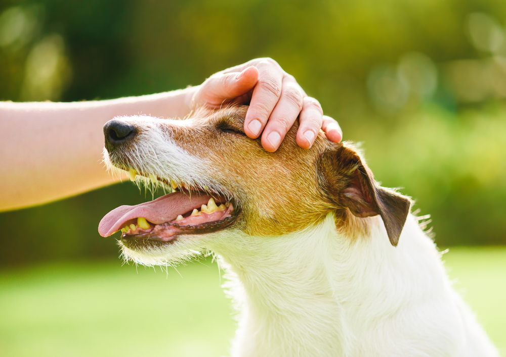 panic disorder service dog