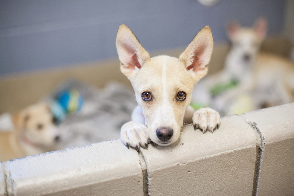 MN service dog used in psychiatry