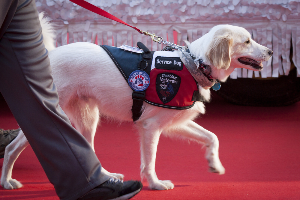 stress service dog