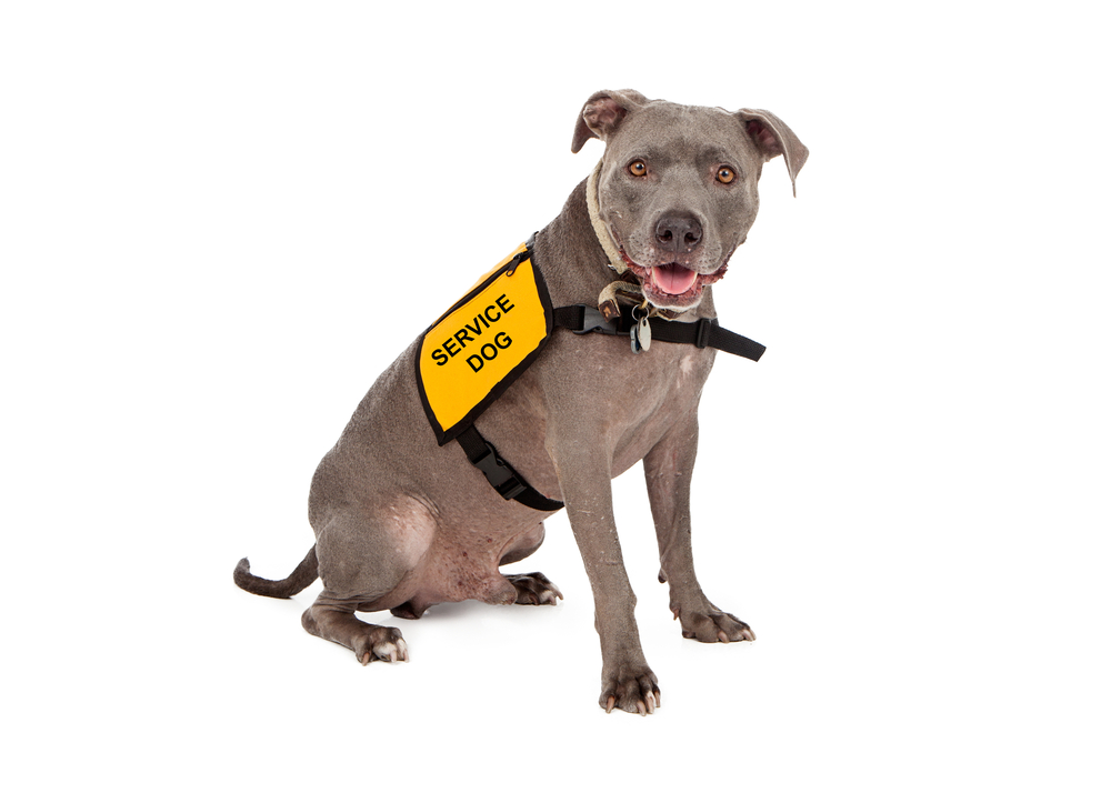 service dog stress