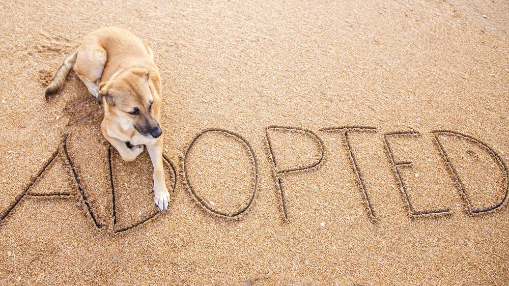 service dog used in psychiatry in ohio
