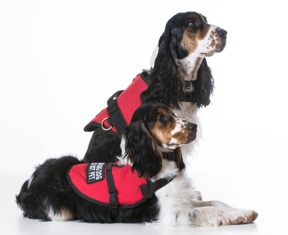 training service dog for ADHD