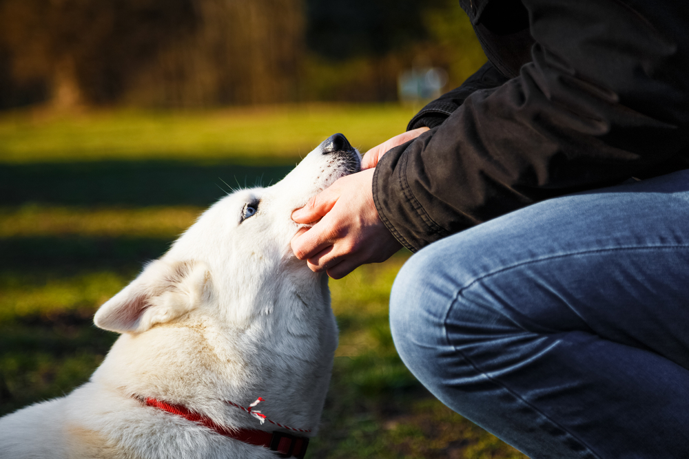 adopting husky service dog