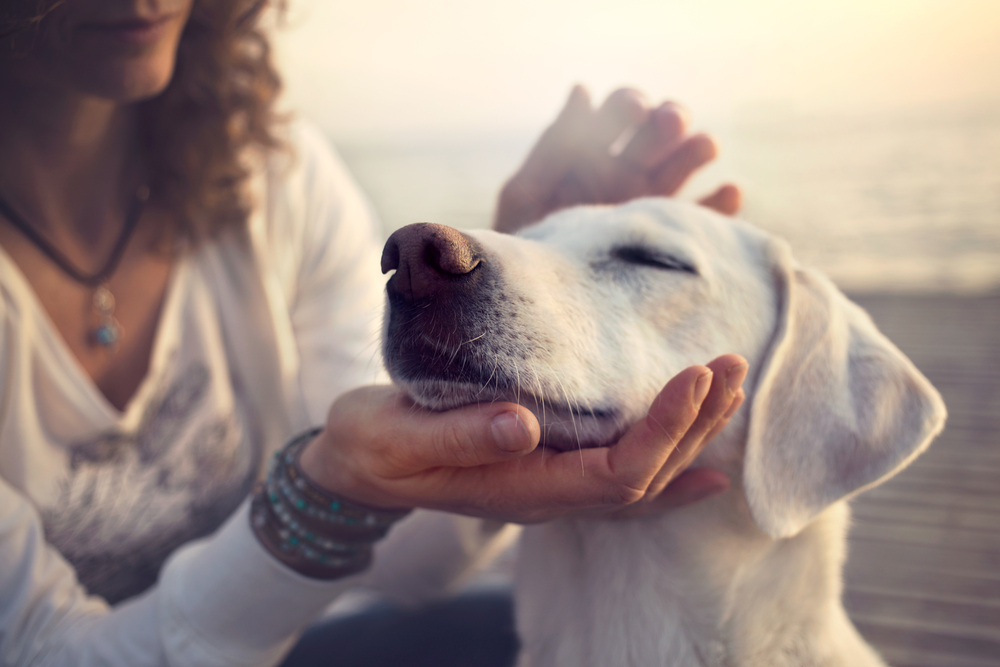 dogs used as service dog for panic disorder