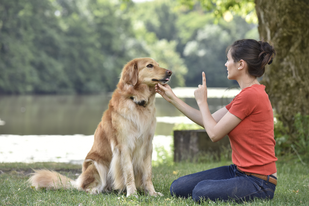 training bipolar service dog