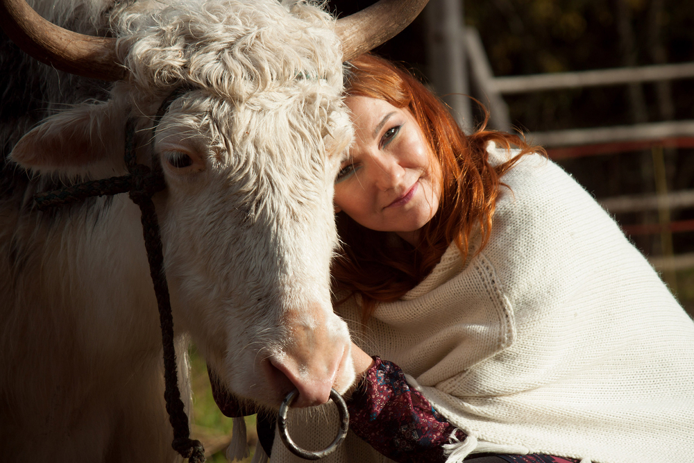 hugging cow