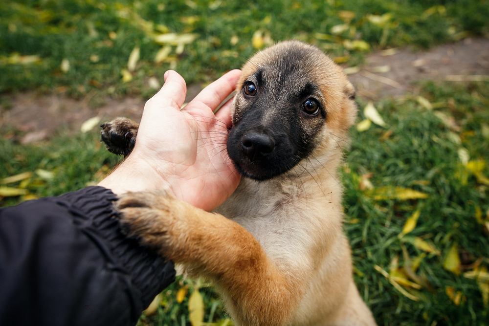 service dog training in az