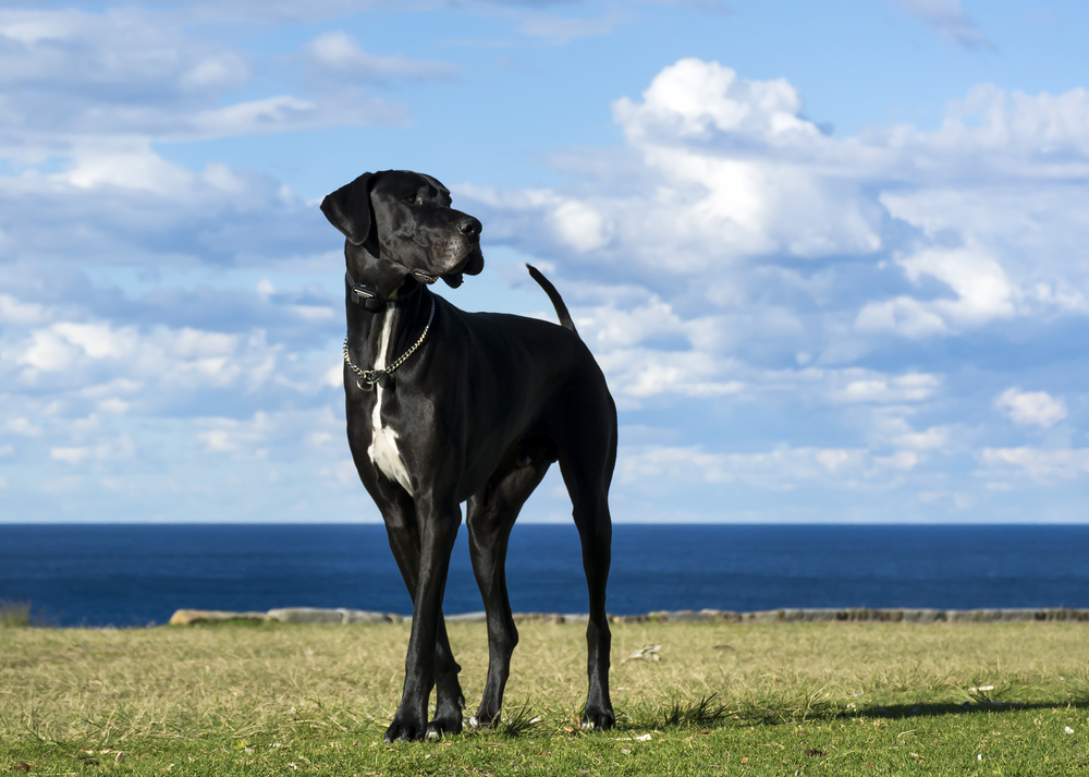 great dane service dog