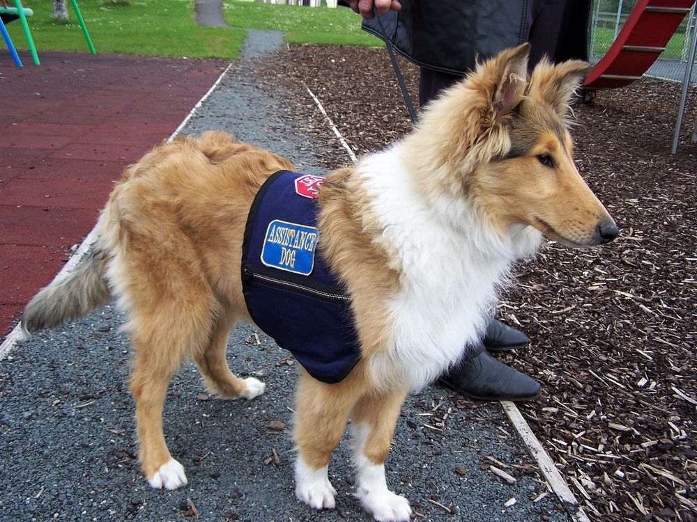 service dog training az