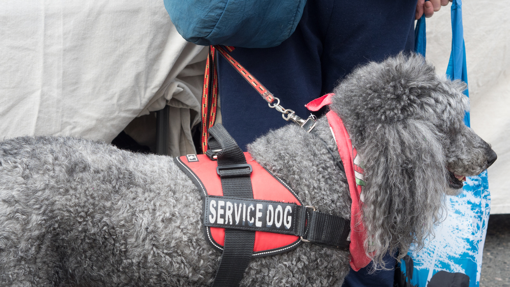 service dog texas